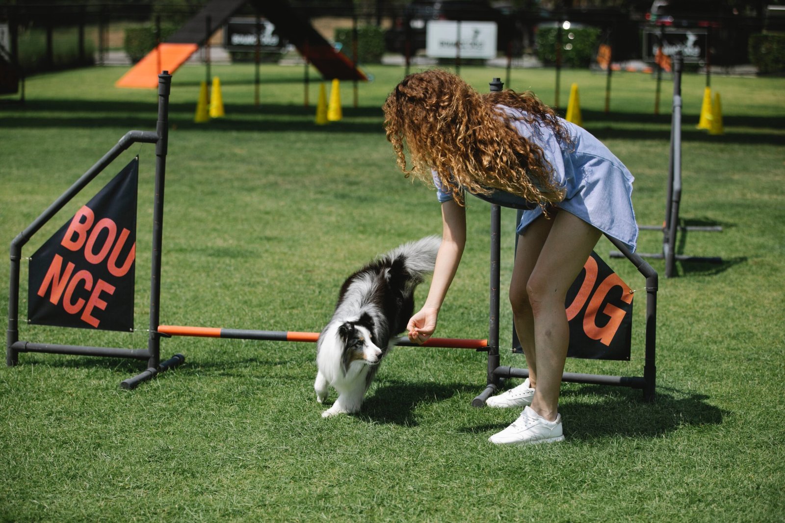 dog training behavior